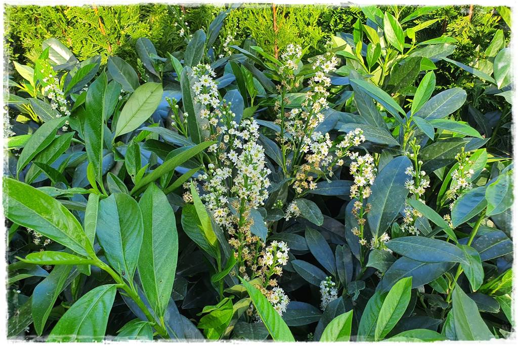 rośliny na żywopłot 5e