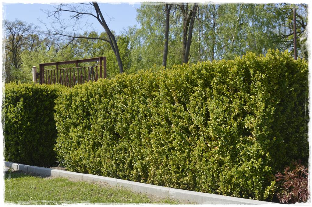 rośliny na żywopłot 6