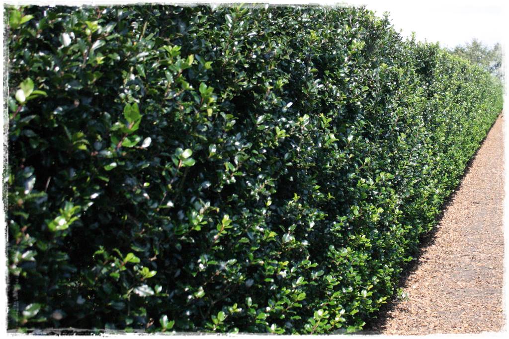 rośliny na żywopłot 7b