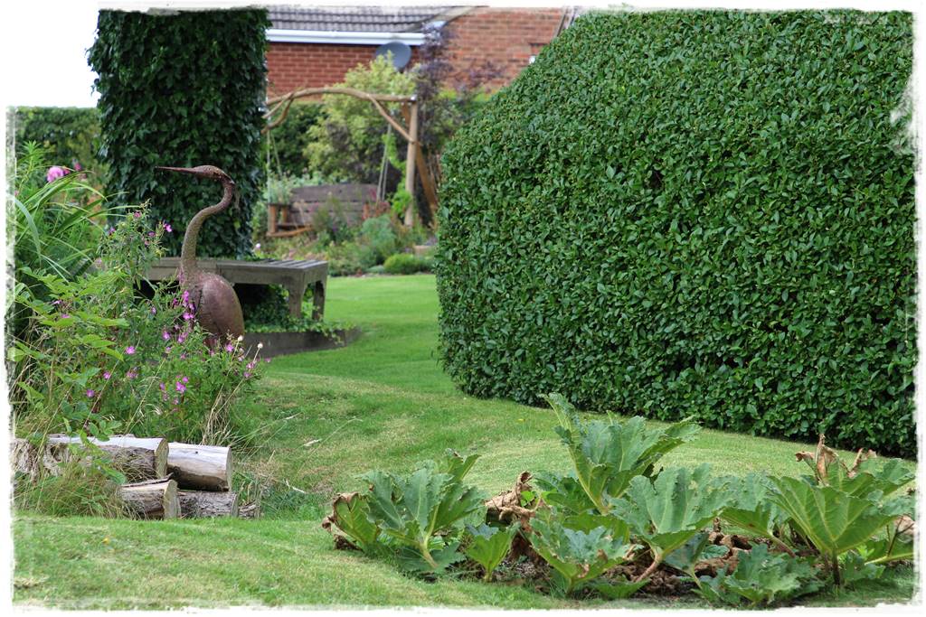 rośliny na żywopłot 8