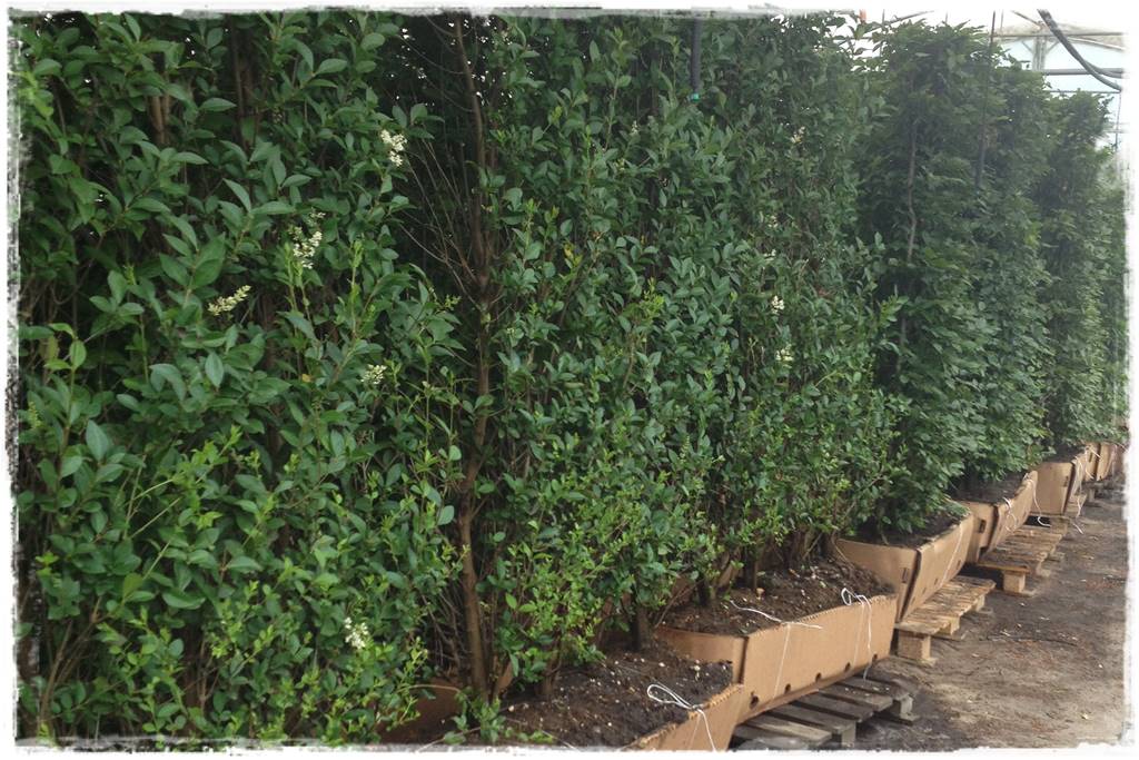 rośliny na żywopłot 8c