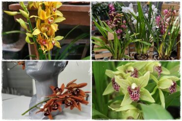 storczyk Cymbidium 0