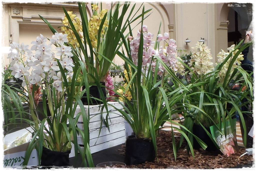 storczyk Cymbidium 1