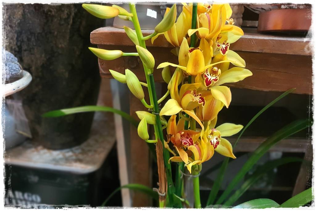 storczyk Cymbidium 10
