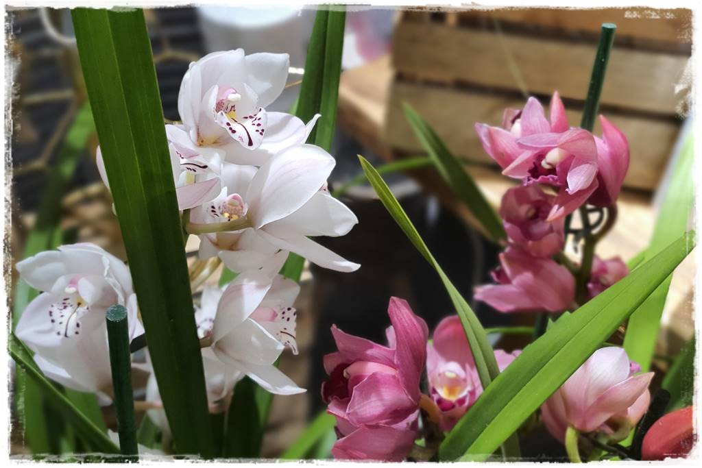 storczyk Cymbidium 11 storczyk Cymbidium 11