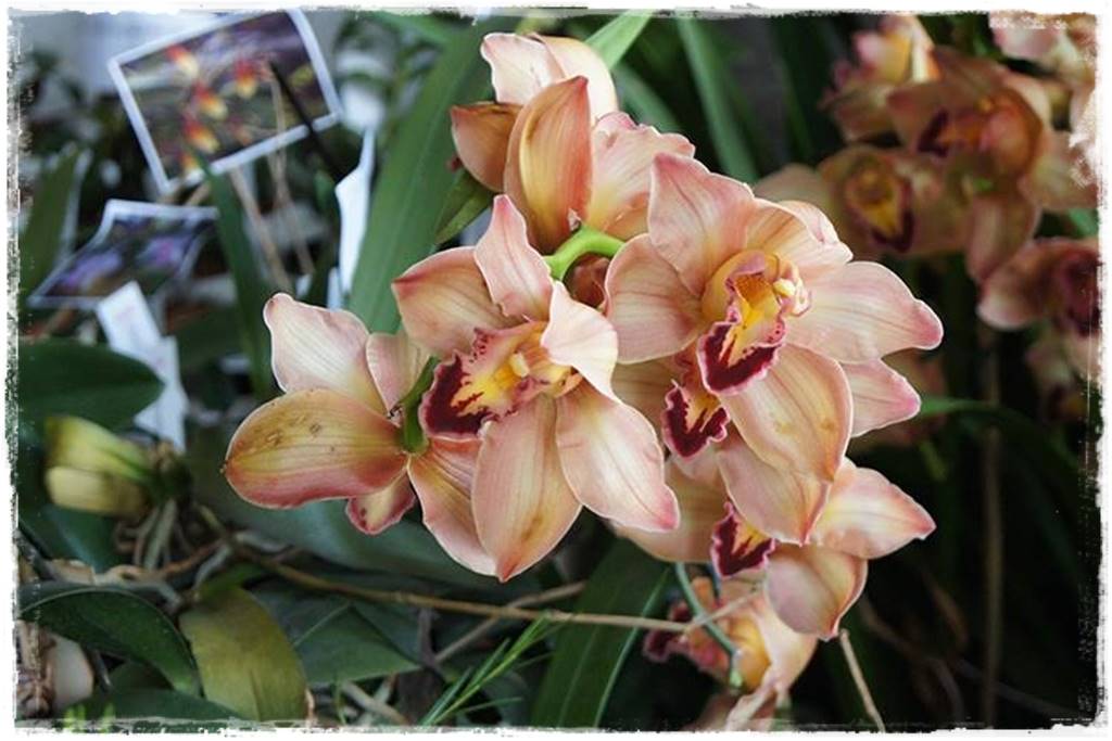 storczyk Cymbidium 13 storczyk Cymbidium 13