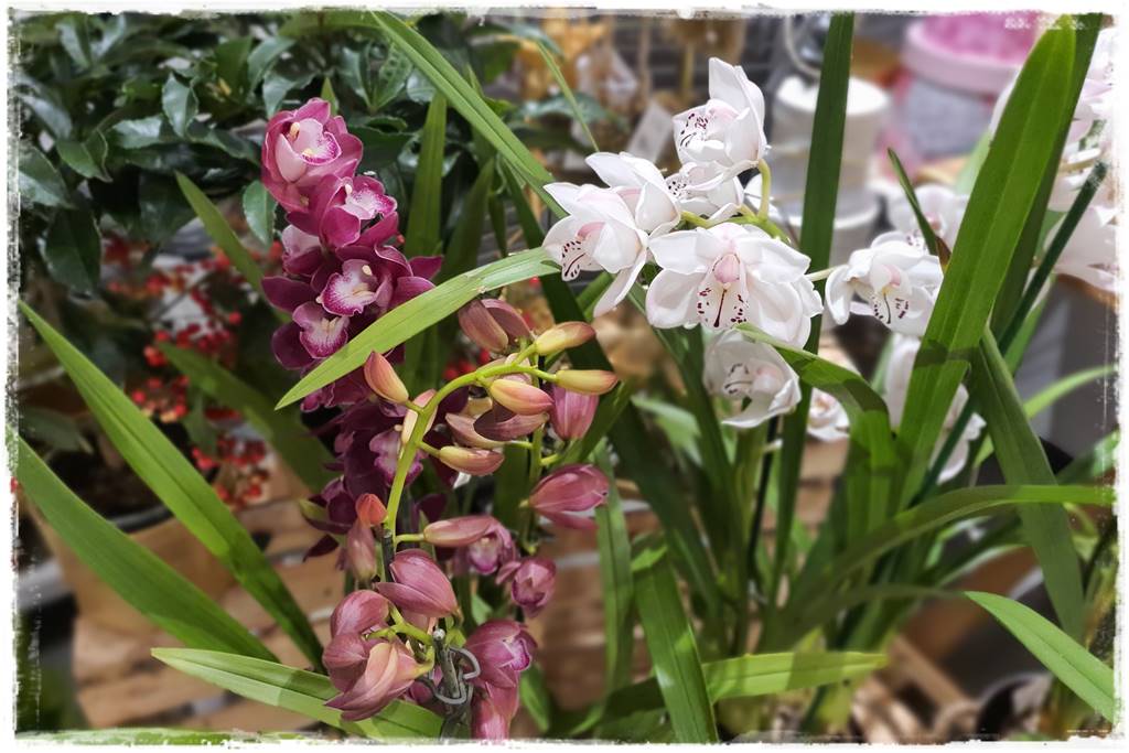 storczyk Cymbidium 14 storczyk Cymbidium 14