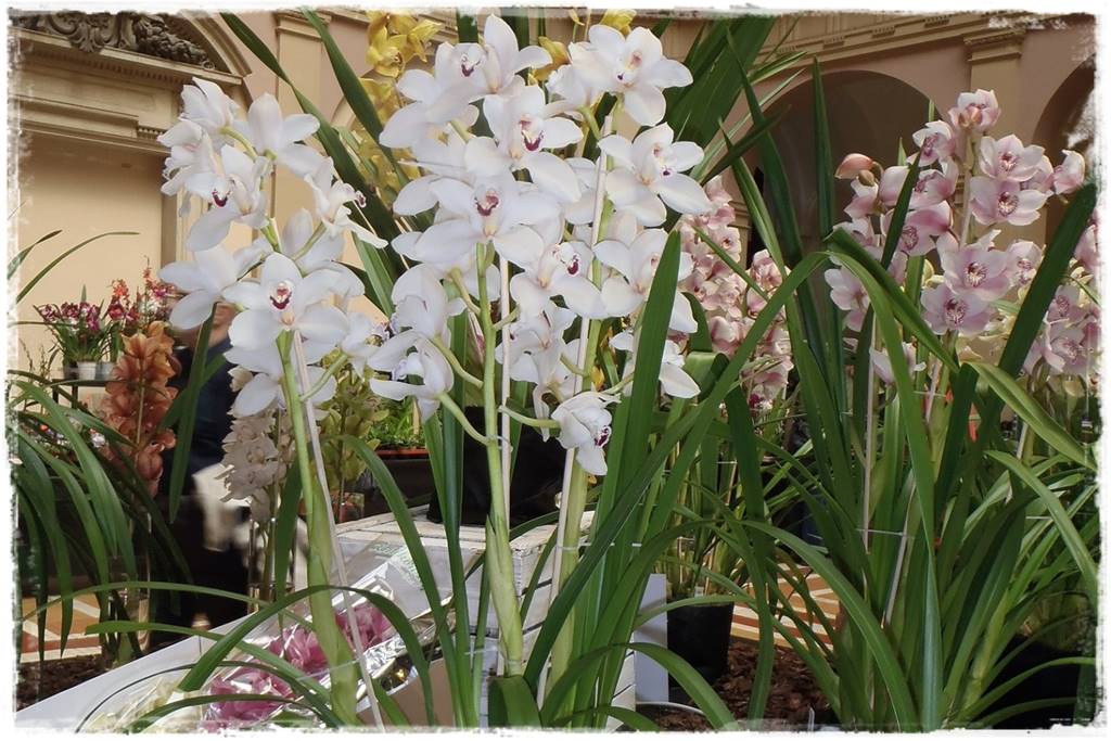 storczyk Cymbidium 15 storczyk Cymbidium 15