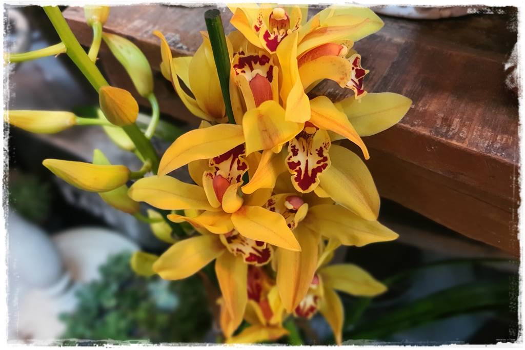 storczyk Cymbidium 16 storczyk Cymbidium 16