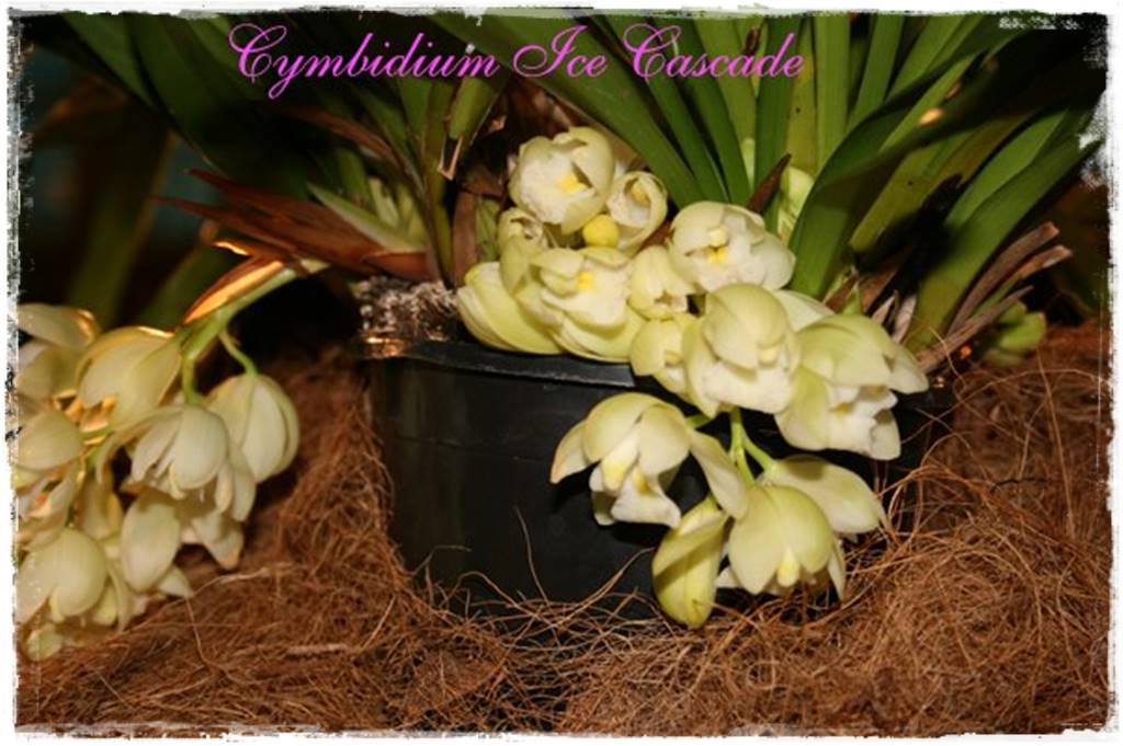 storczyk Cymbidium 17