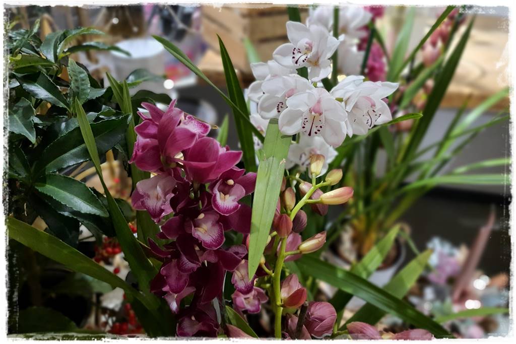 storczyk Cymbidium 18