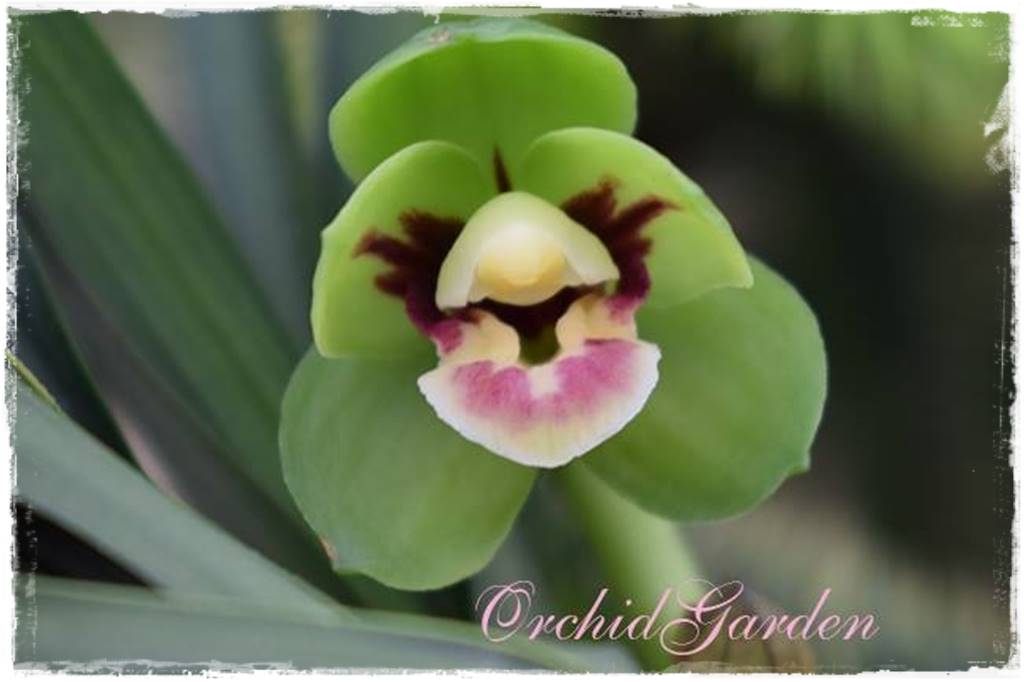 storczyk Cymbidium 2 storczyk Cymbidium 2