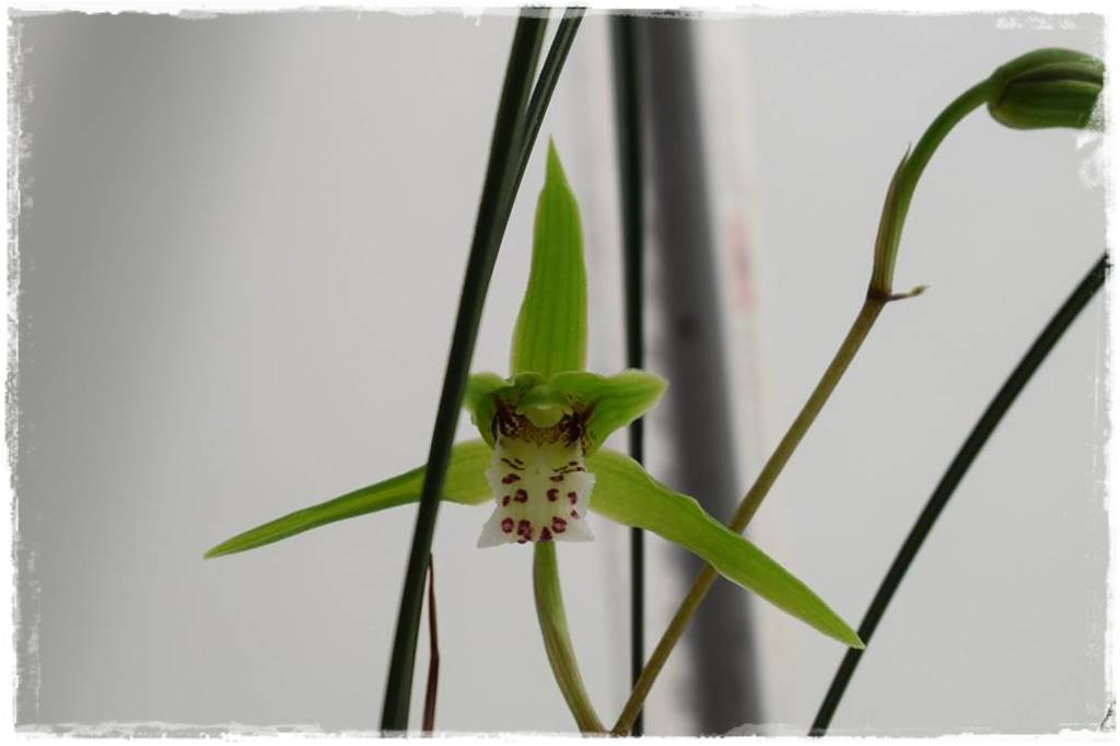 storczyk Cymbidium 3 storczyk Cymbidium 3