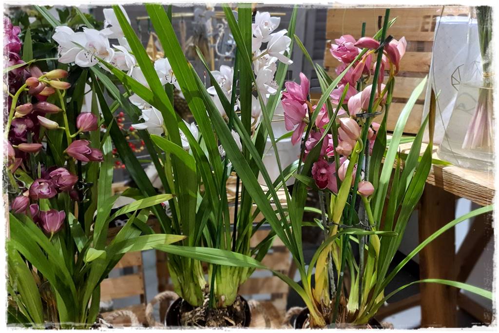 storczyk Cymbidium 4 storczyk Cymbidium 4