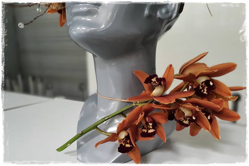 storczyk Cymbidium 5 storczyk Cymbidium 5