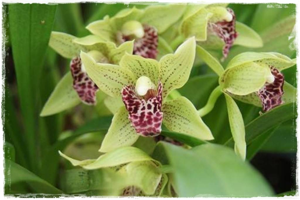 storczyk Cymbidium 6 storczyk Cymbidium 6