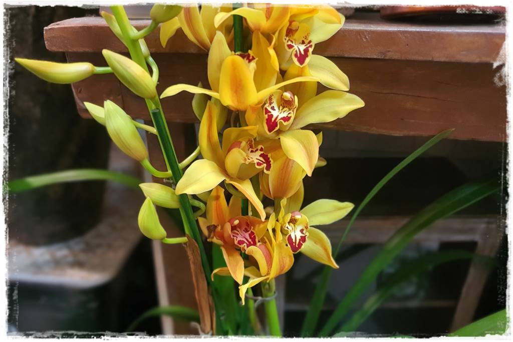 storczyk Cymbidium 7 storczyk Cymbidium 7