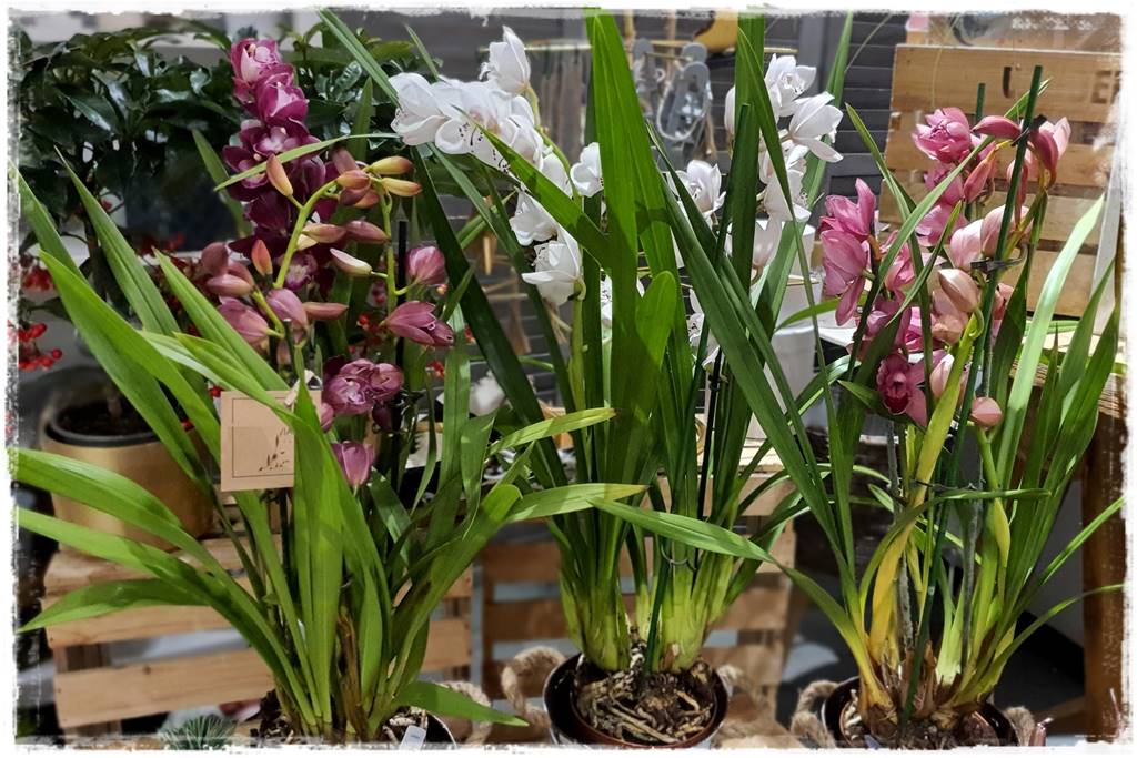 storczyk Cymbidium 8 storczyk Cymbidium 8