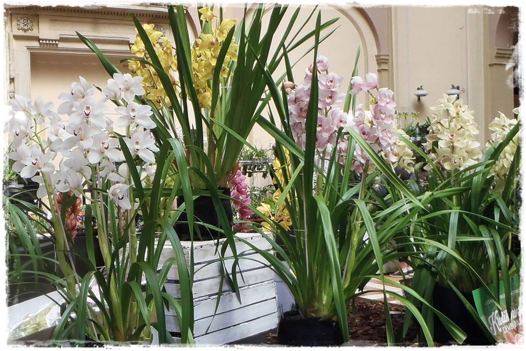 storczyk Cymbidium 9 storczyk Cymbidium 9