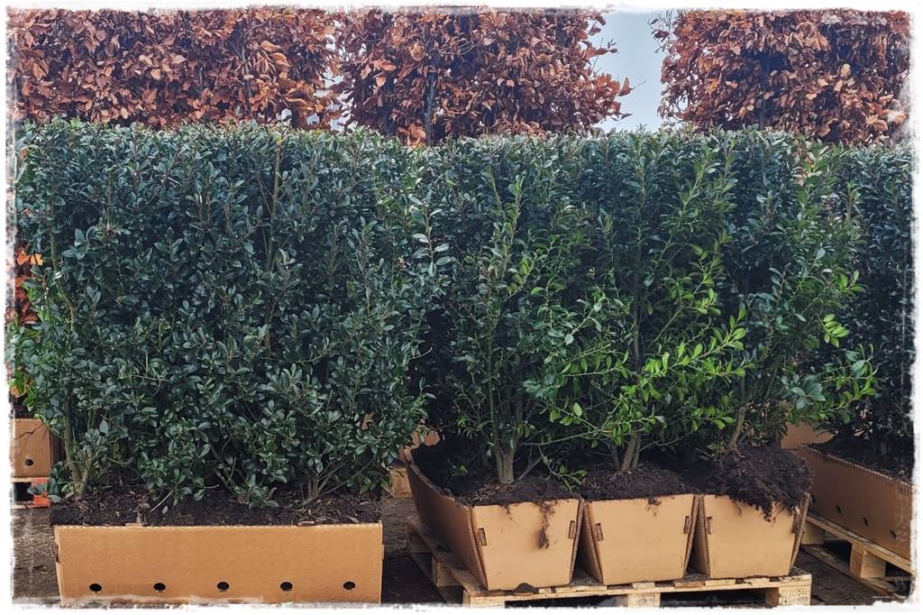 Gotowy żywopłot 10 Gotowy żywopłot 10