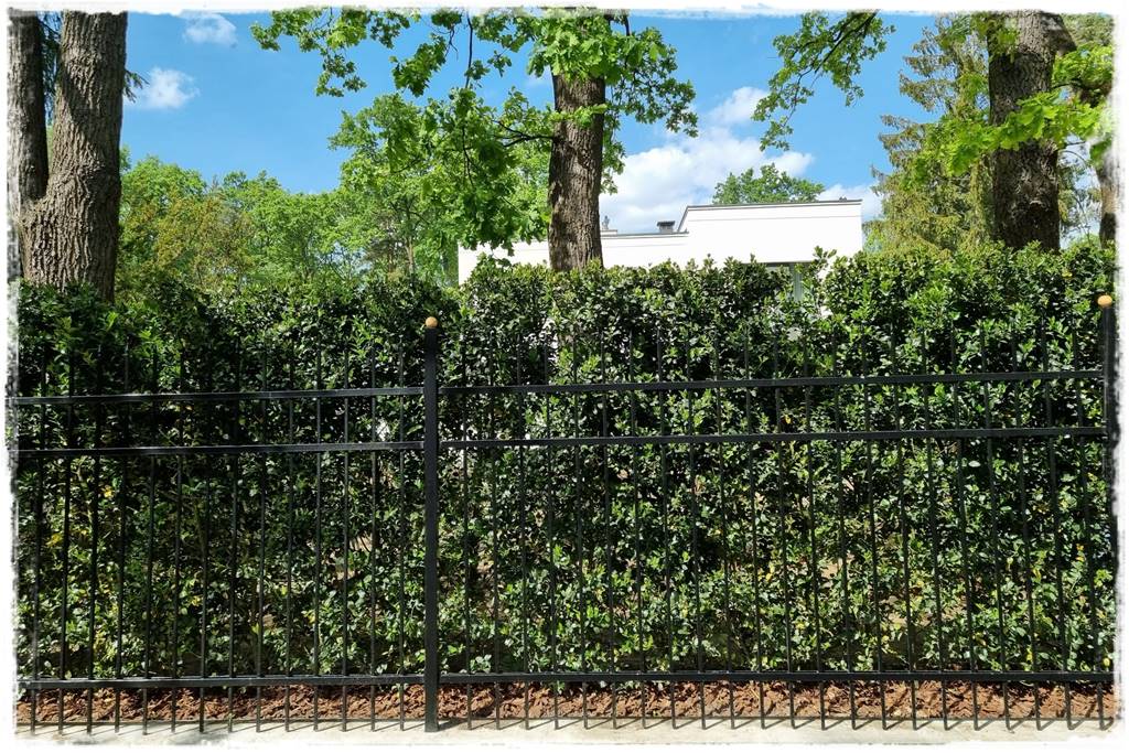 Gotowy żywopłot 11 Gotowy żywopłot 11