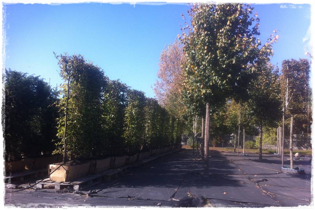 Gotowy żywopłot 12