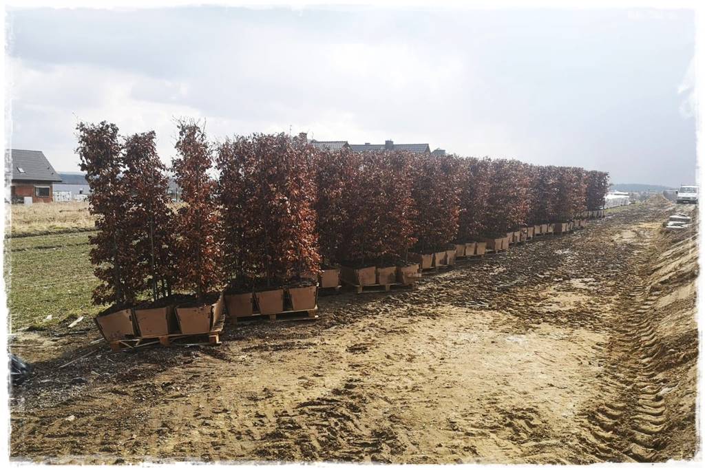 Gotowy żywopłot 13 Gotowy żywopłot 13