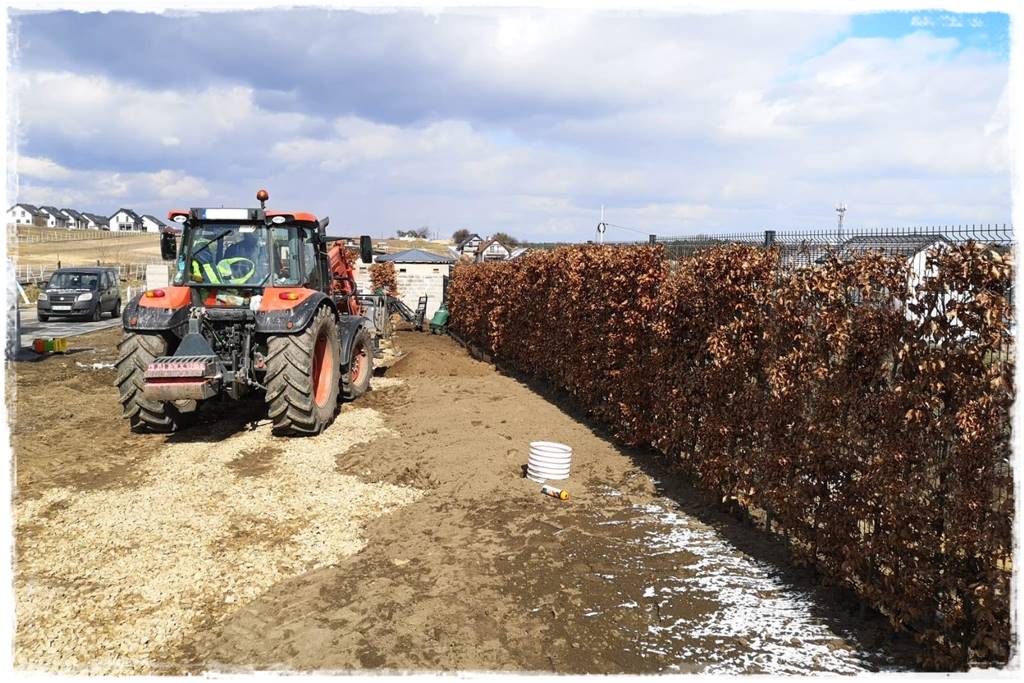 Gotowy żywopłot 14 Gotowy żywopłot 14