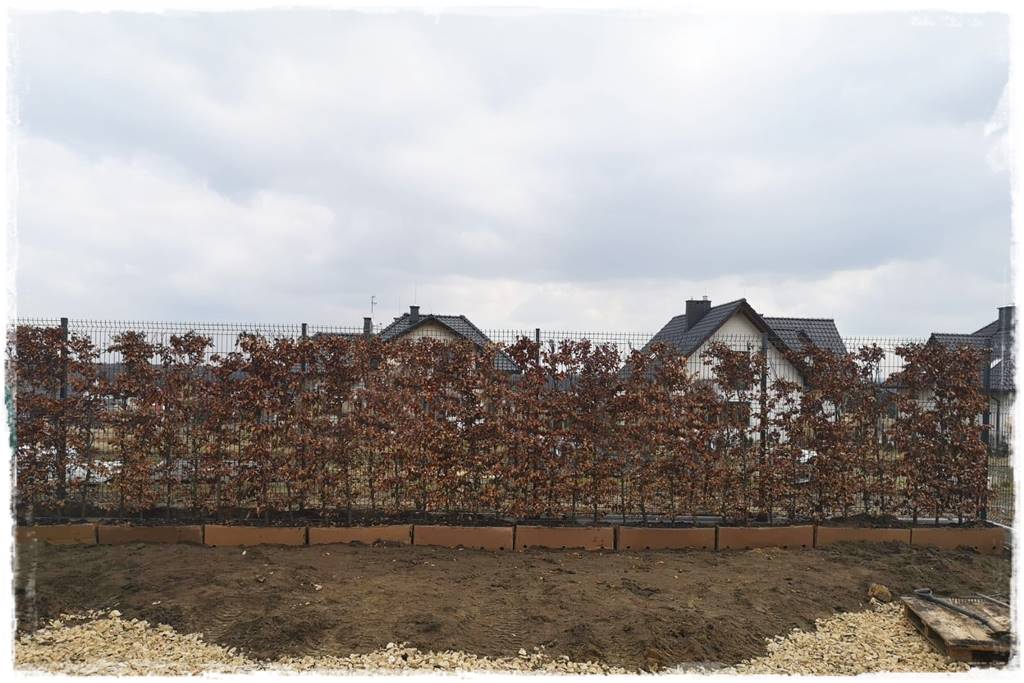 Gotowy żywopłot 15 Gotowy żywopłot 15