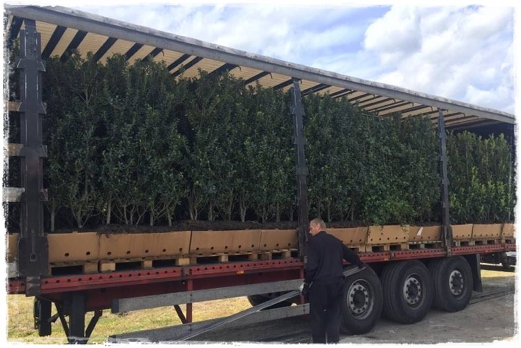 Gotowy żywopłot 16 Gotowy żywopłot 16