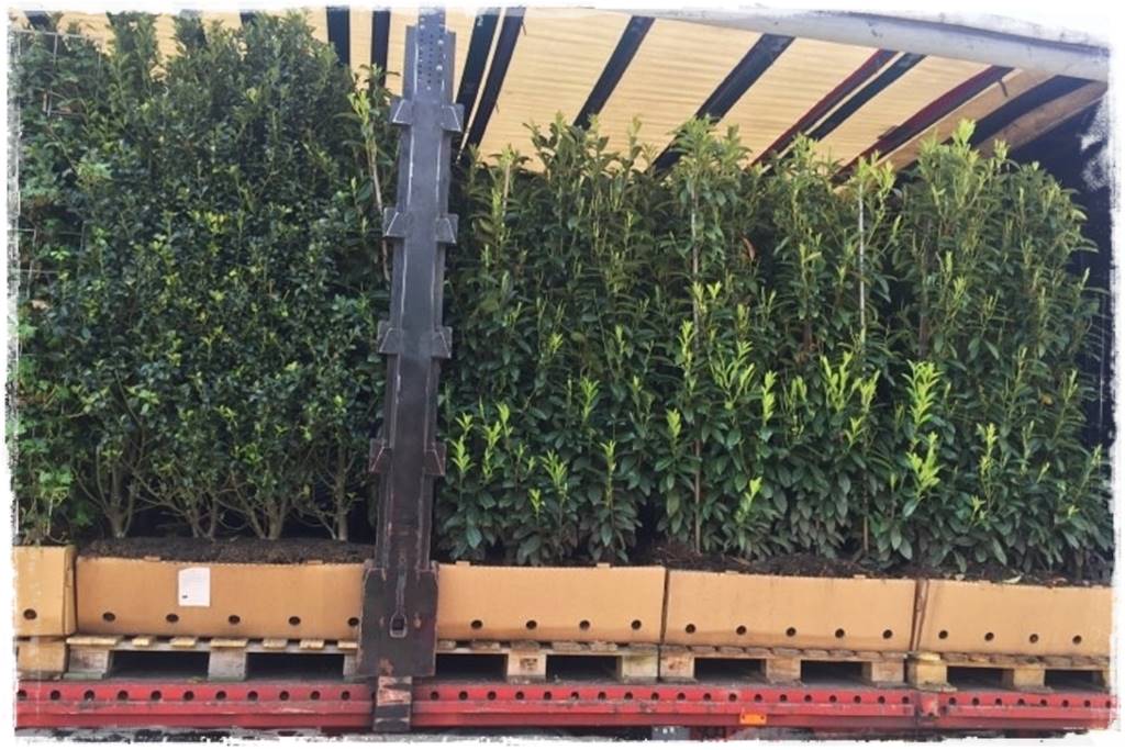 Gotowy żywopłot 17 Gotowy żywopłot 17