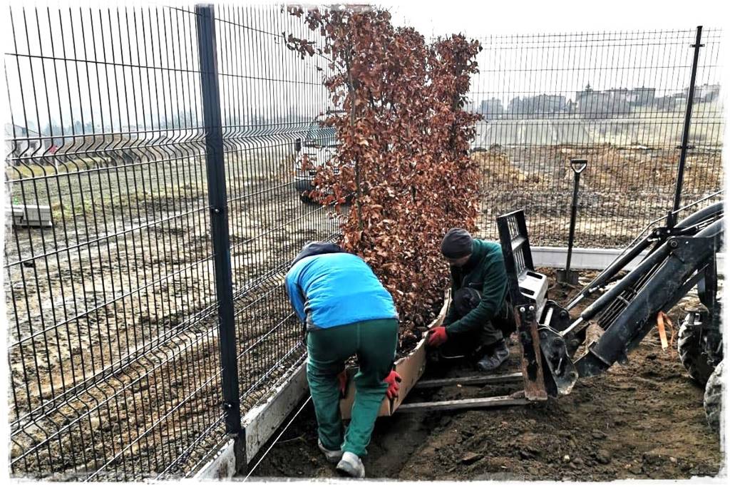 Gotowy żywopłot 18