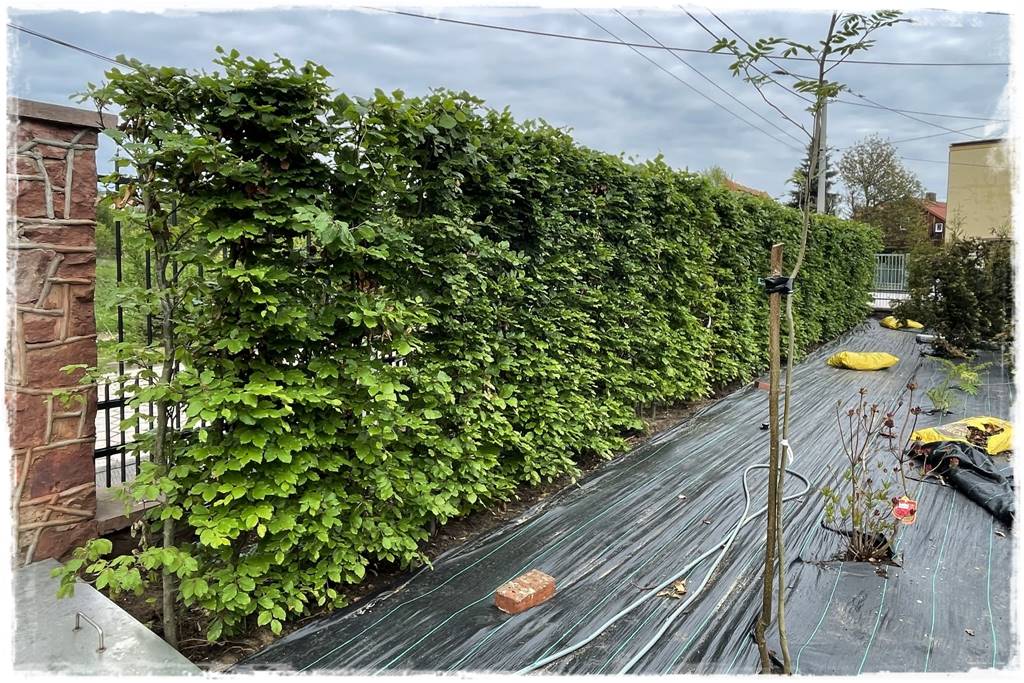 Gotowy żywopłot 20 Gotowy żywopłot 20