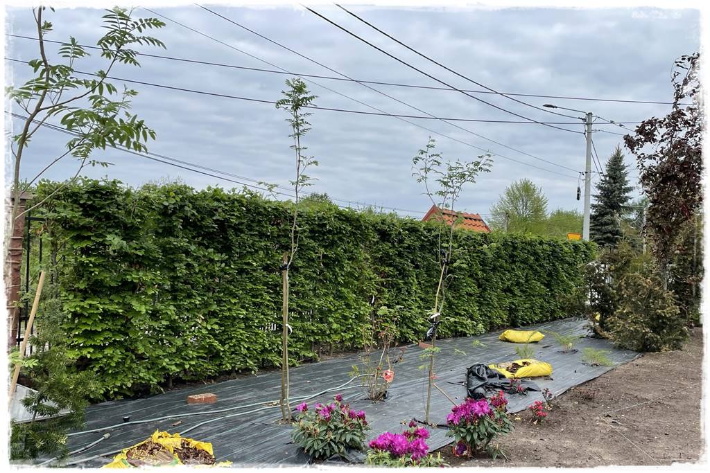 Gotowy żywopłot 21