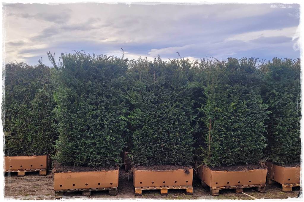 Gotowy żywopłot 22 Gotowy żywopłot 22