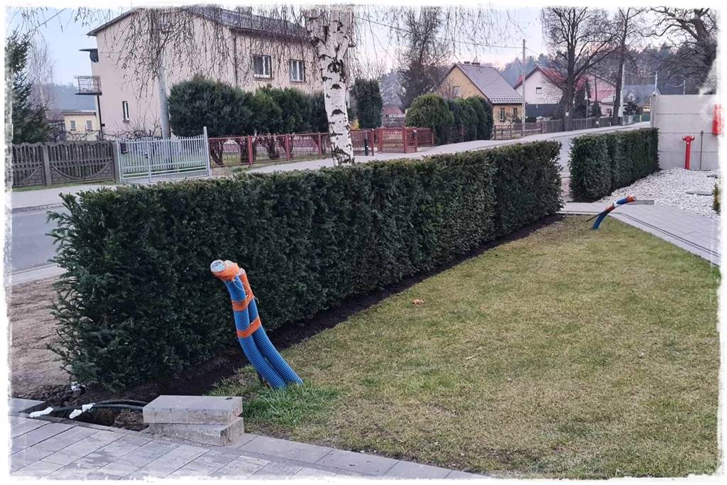 Gotowy żywopłot 26 Gotowy żywopłot 26