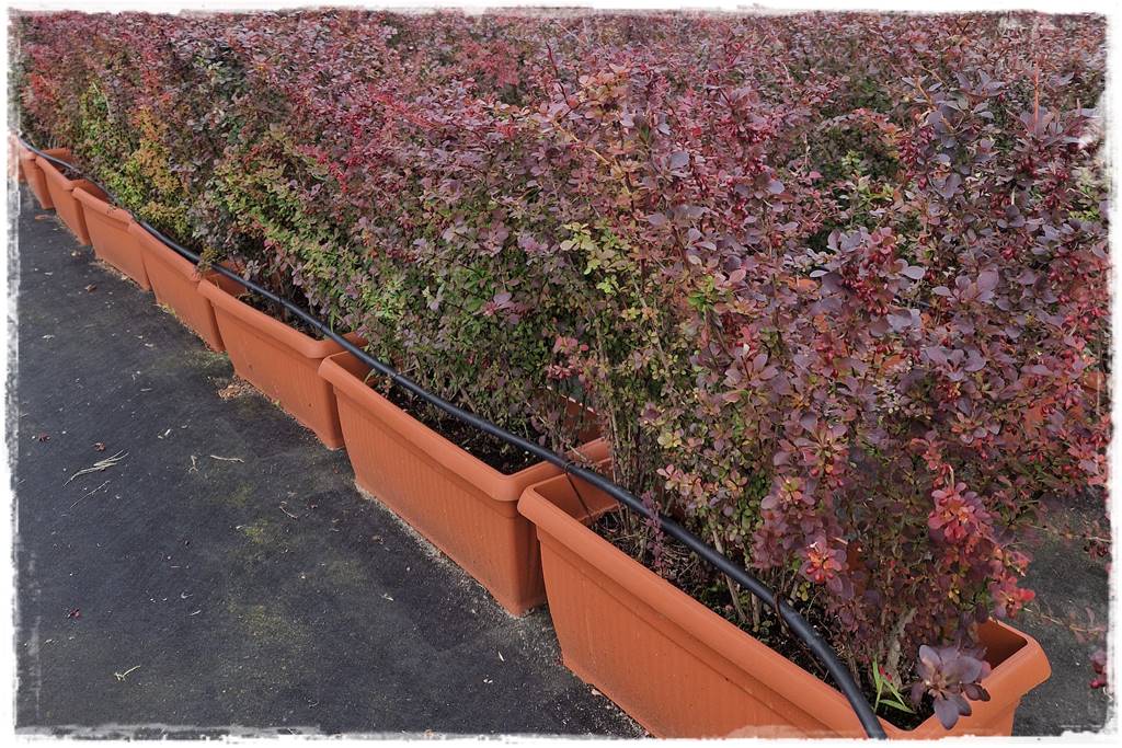 Gotowy żywopłot 28 Gotowy żywopłot 28