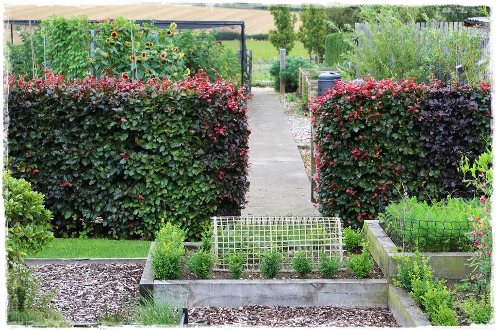 Gotowy żywopłot 3 Gotowy żywopłot 3