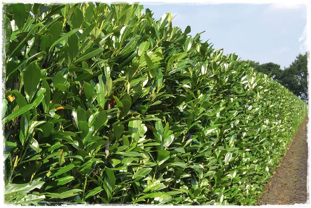 Gotowy żywopłot 4 Gotowy żywopłot 4