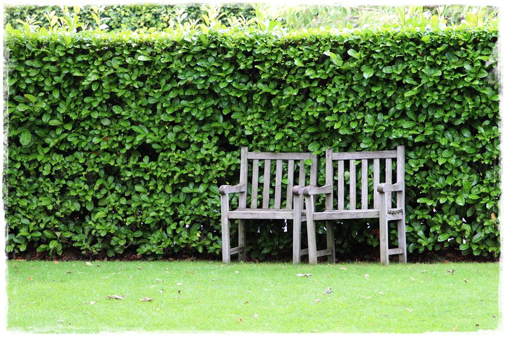 Gotowy żywopłot 6 Gotowy żywopłot 6