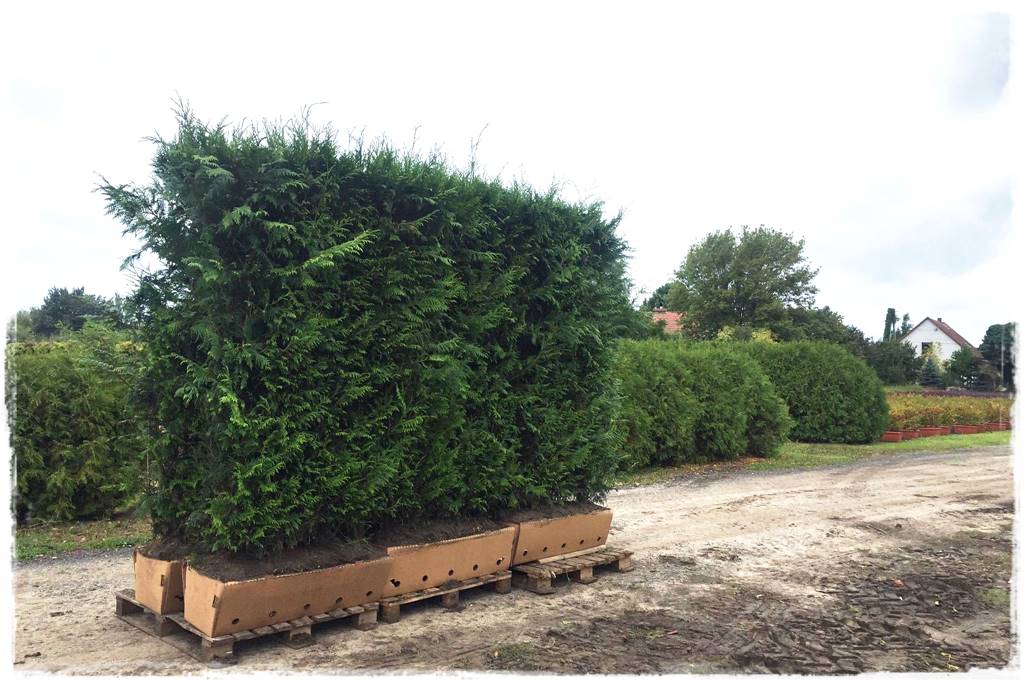 Gotowy żywopłot 8 Gotowy żywopłot 8