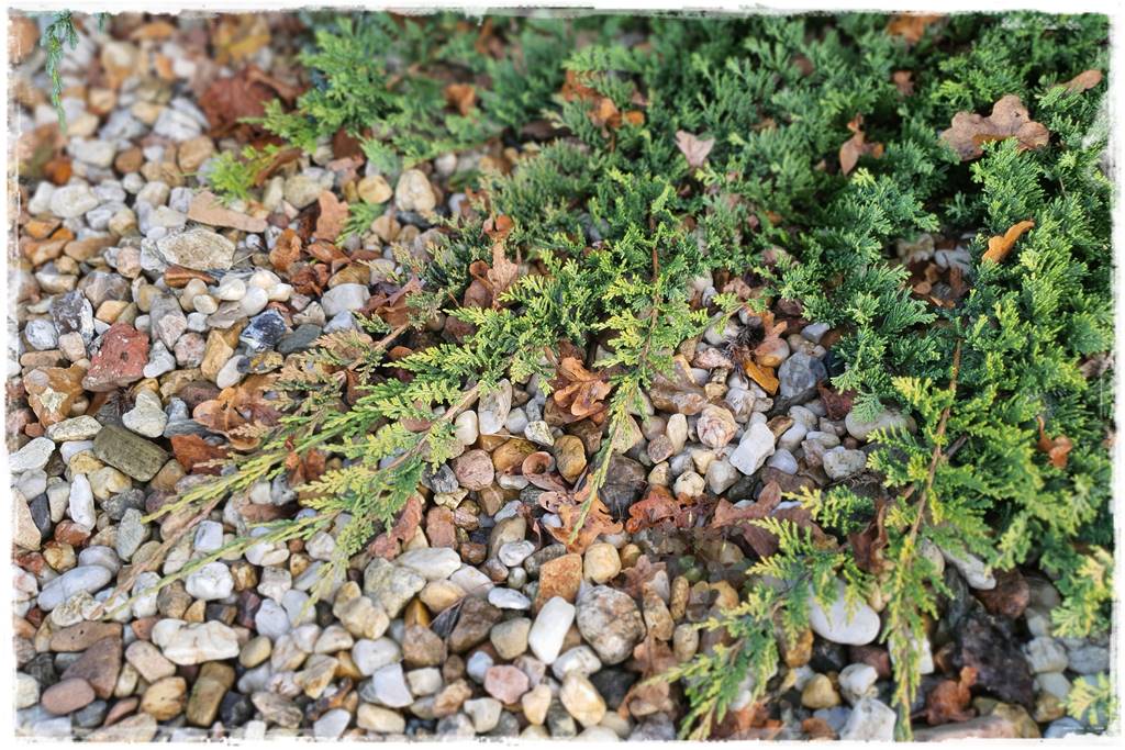 Jak wysypać kamienie w ogrodzie 1f Jak wysypać kamienie w ogrodzie 1f