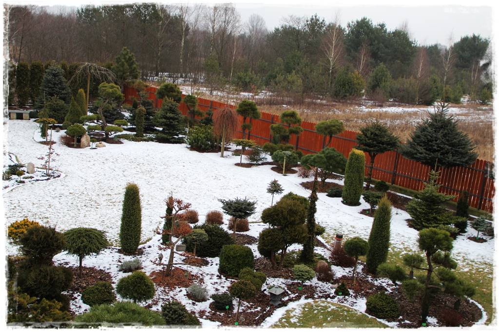 Ogród zimozielony aranżacje 1 Ogród zimozielony aranżacje 1