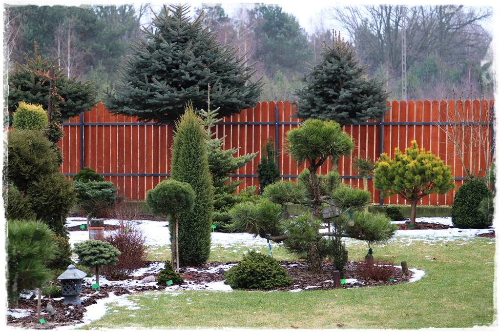 Ogród zimozielony aranżacje 1a Ogród zimozielony aranżacje 1a