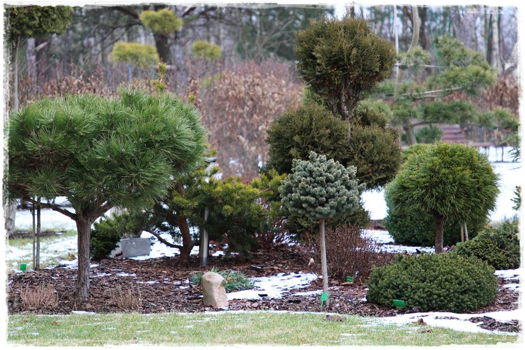 Ogród zimozielony aranżacje 1b Ogród zimozielony aranżacje 1b