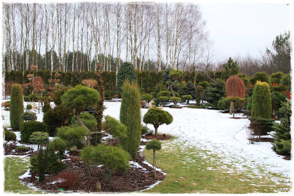 Ogród zimozielony aranżacje 1d Ogród zimozielony aranżacje 1d