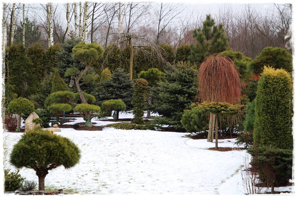 Ogród zimozielony aranżacje 1e Ogród zimozielony aranżacje 1e
