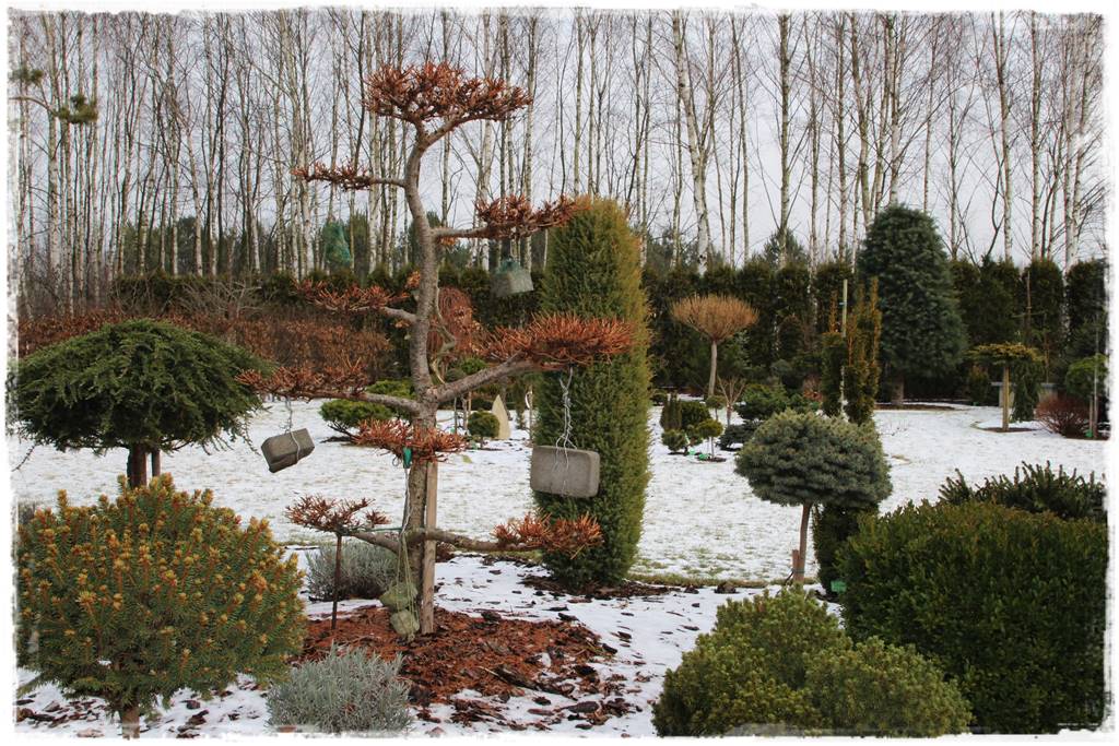 Ogród zimozielony aranżacje 1f Ogród zimozielony aranżacje 1f