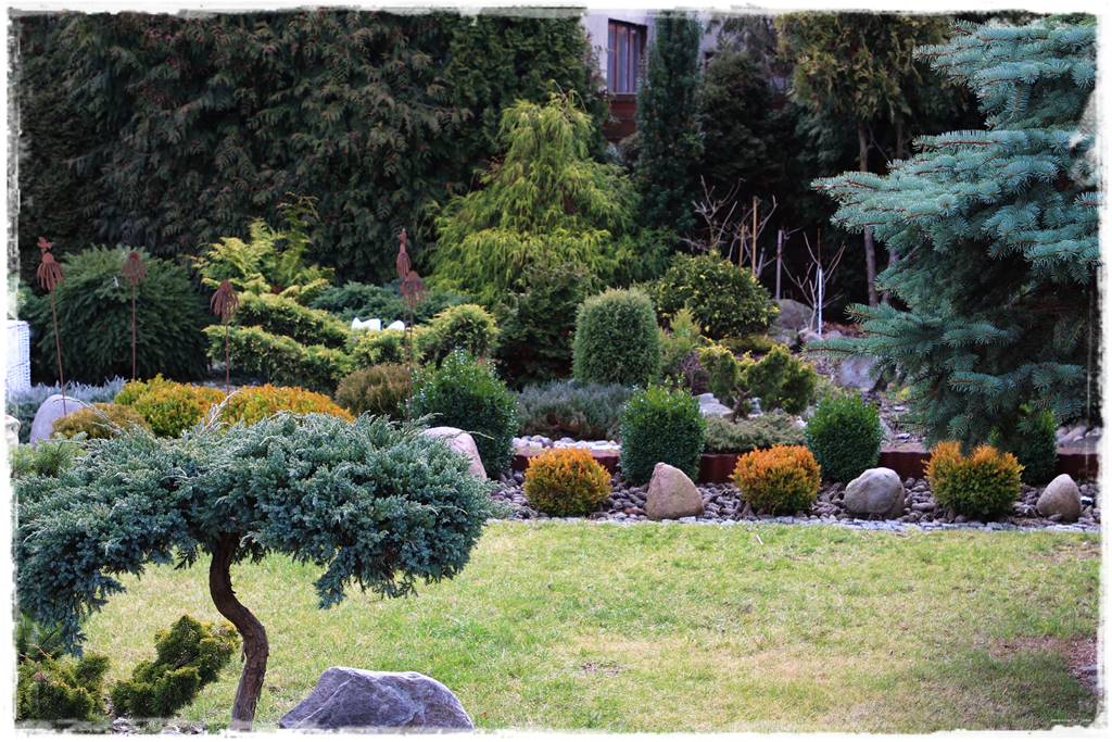 Ogród zimozielony aranżacje 2c Ogród zimozielony aranżacje 2c