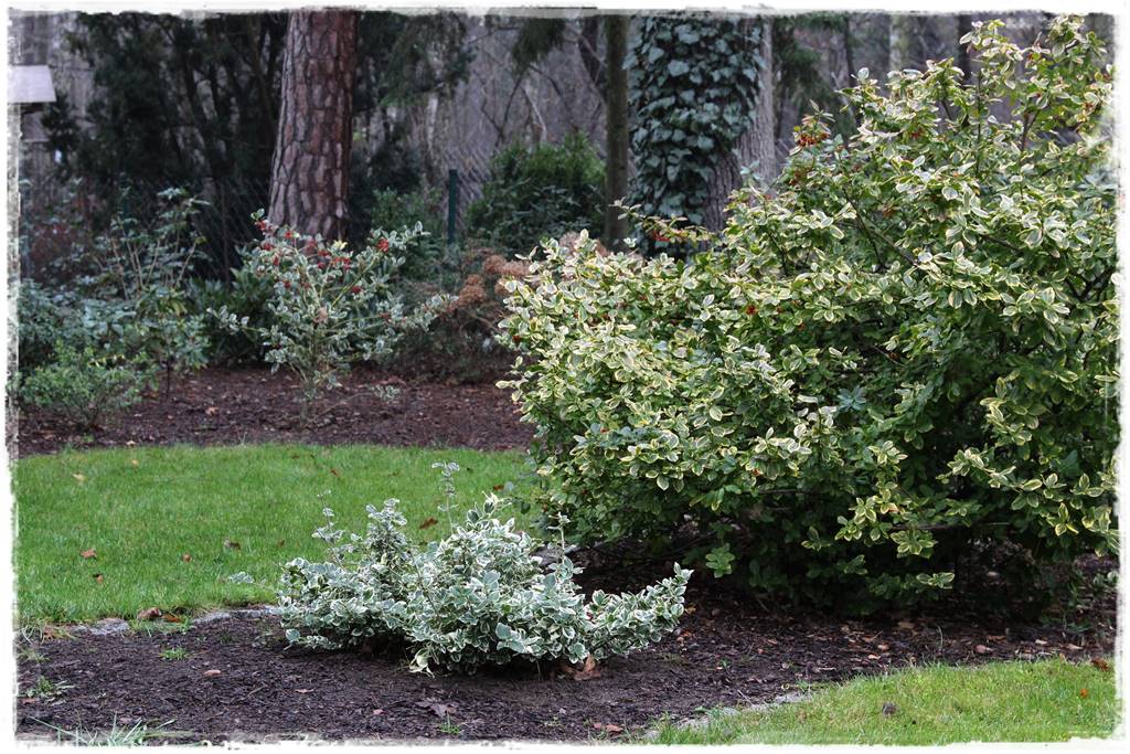 Ogród zimozielony aranżacje 2i Ogród zimozielony aranżacje 2i